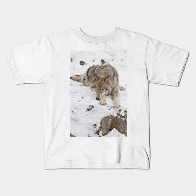 Gray Wolf Kids T-Shirt by jaydee1400